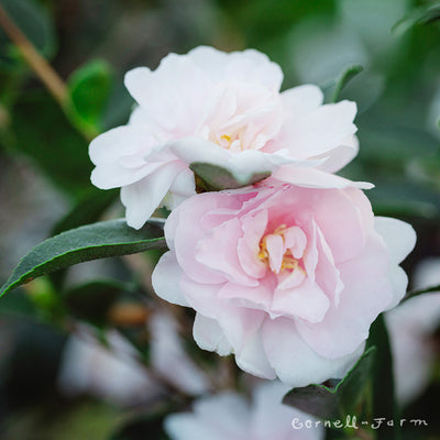 Camellia s. Jean May 5gal