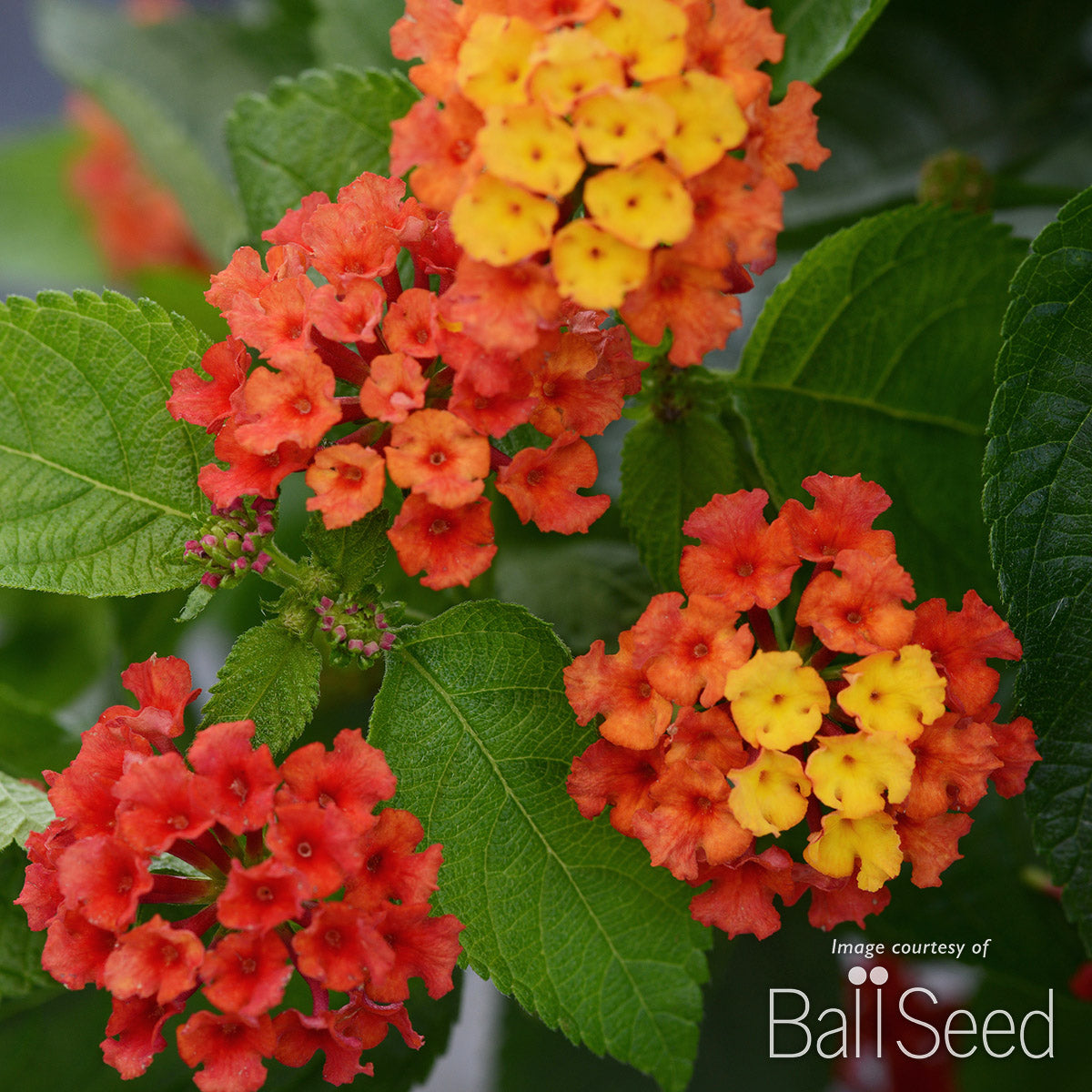 Lantana Bloomify Red 1gal/6in