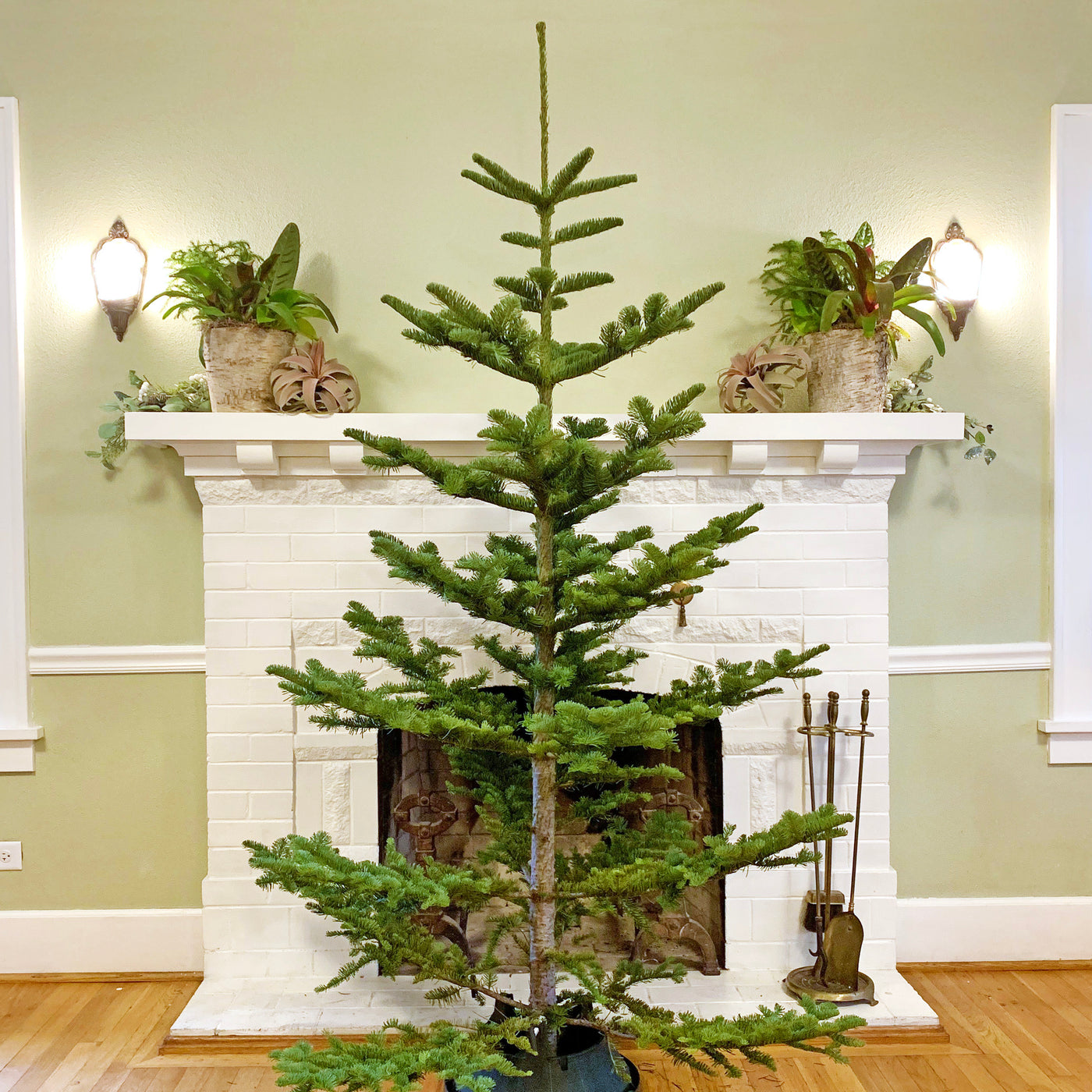 Wild Noble Fir Christmas Tree