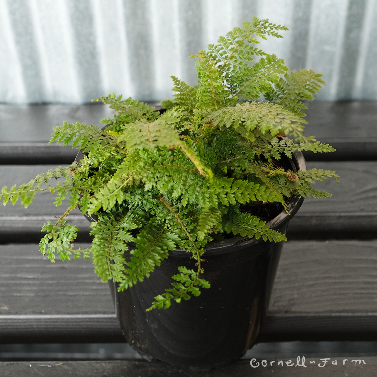 Polystichum setiferum divisilobum 1gal Soft Shield Fern