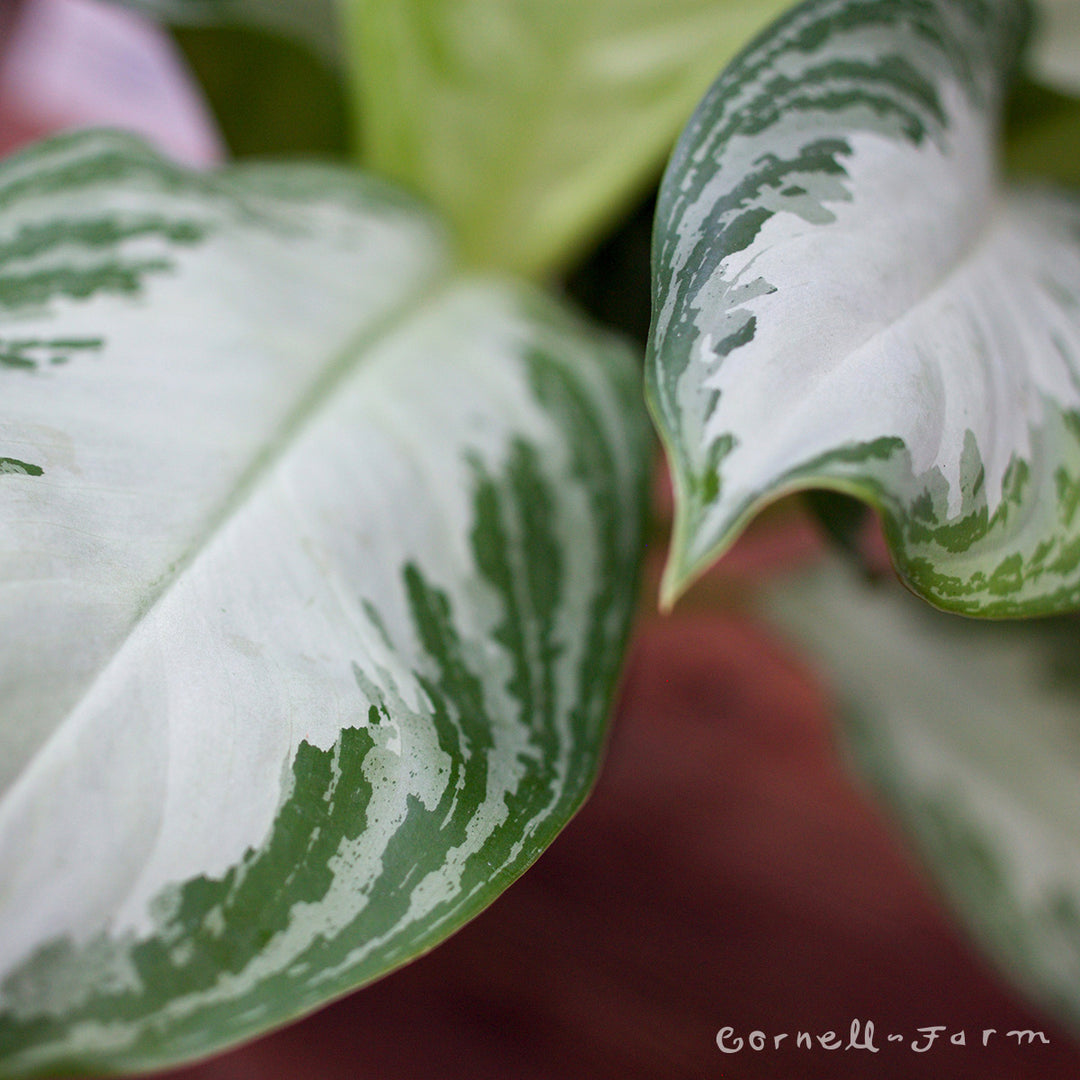 aglaonema sterling silver Aglaonema 10in Silver Bay – Cornell Farm