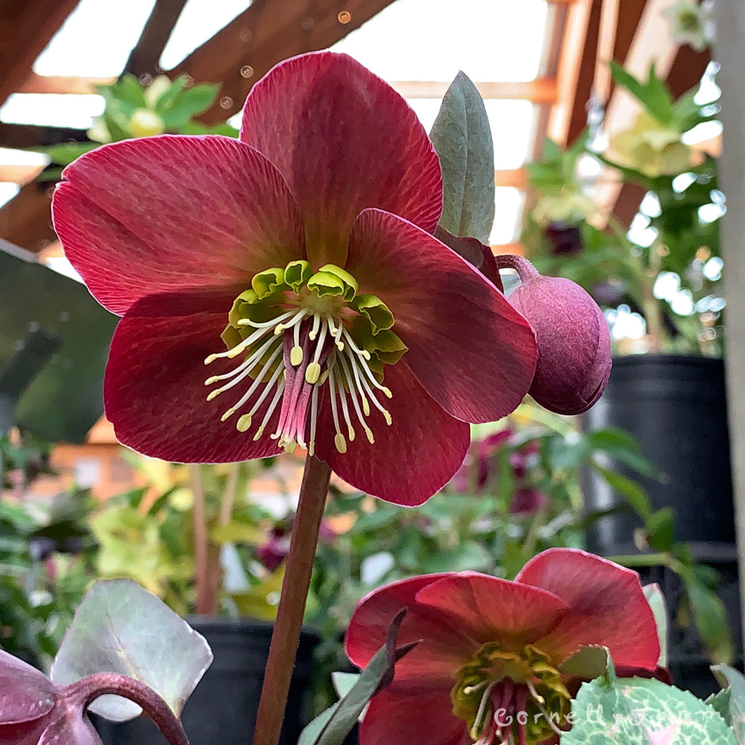 Helleborus Pippa's Purple Frostkiss 1 gal – Cornell Farm