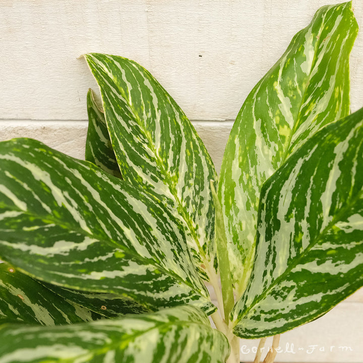 aglaonema golden madonna poison Aglaonema 5in Golden Madonna – Cornell Farm