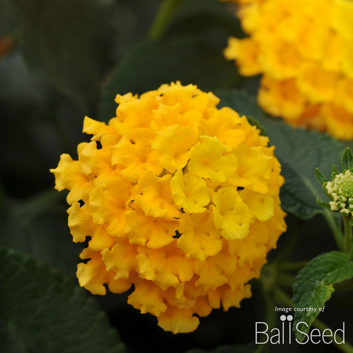 Lantana Landmark Yellow 4.25in CF