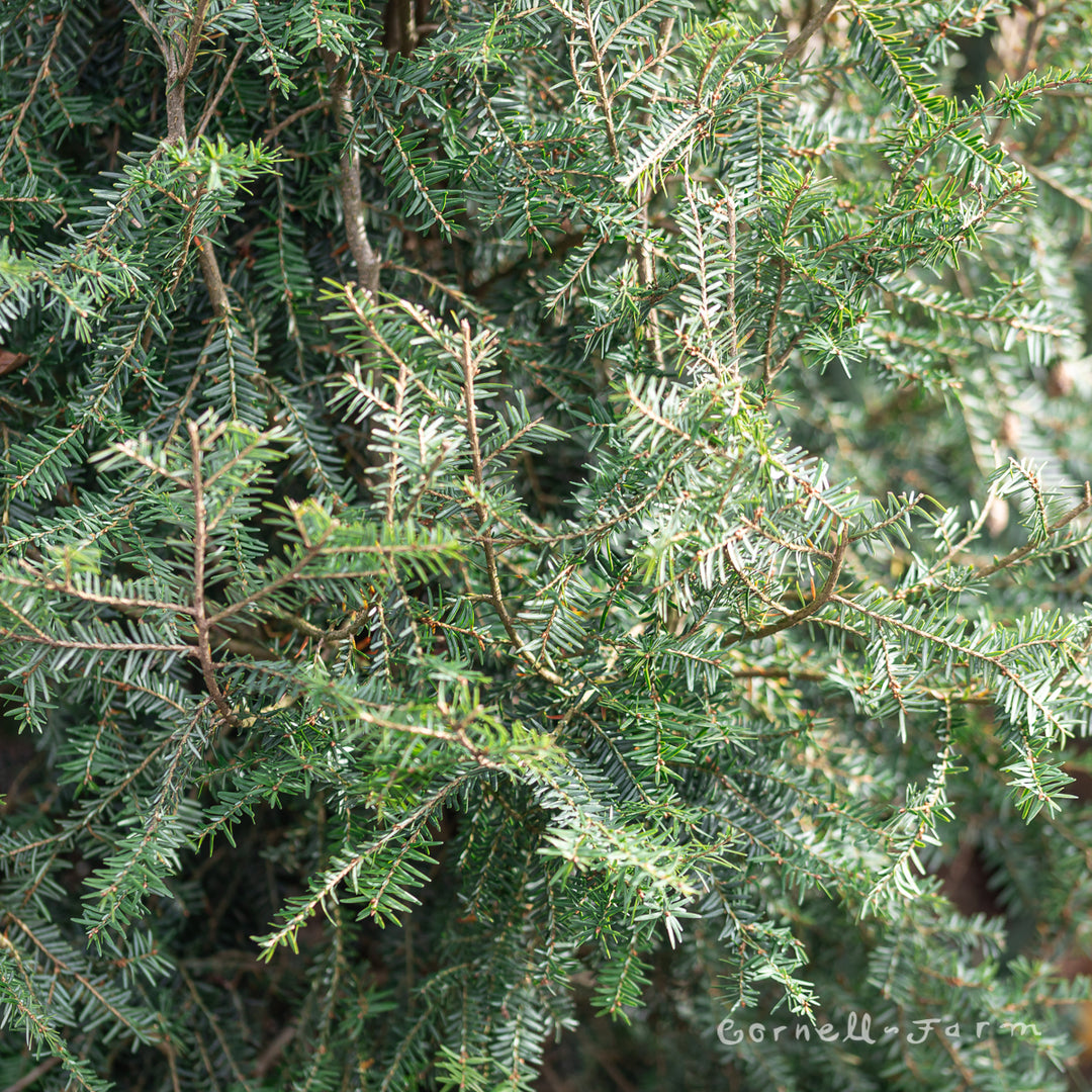 Tsuga c. Emerald Fountain 10gal Eastern Hemlock – Cornell Farm