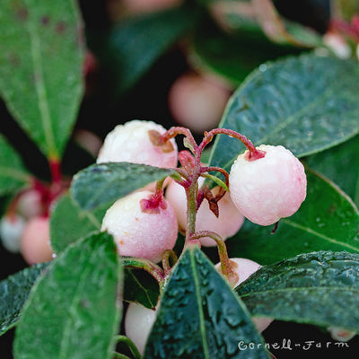 Gaultheria proc. Winter Fiesta Qrt.