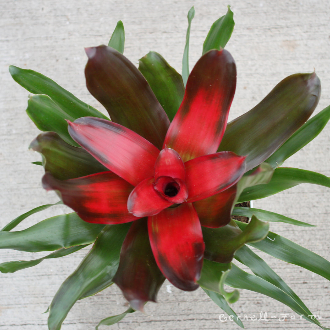 Neoregelia Bromeliad 6in Medusa – Cornell Farm