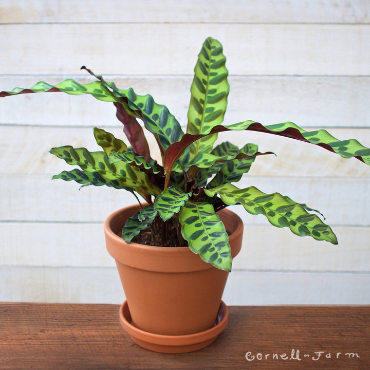 rattle snake plant care Calathea lancifolia 6in Rattlesnake Plant – Cornell Farm