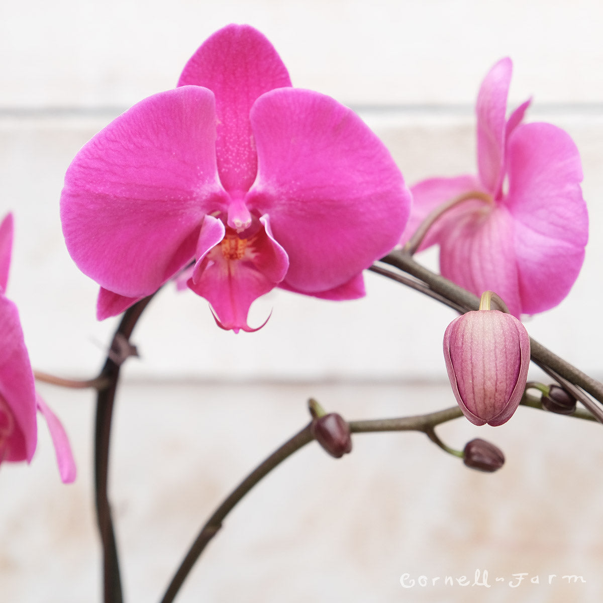 Phalaenopsis 6in Assorted Moth Orchid (Single Stem)