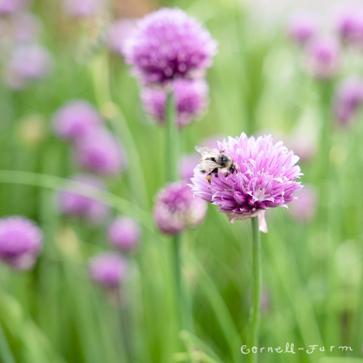 Chives 4in