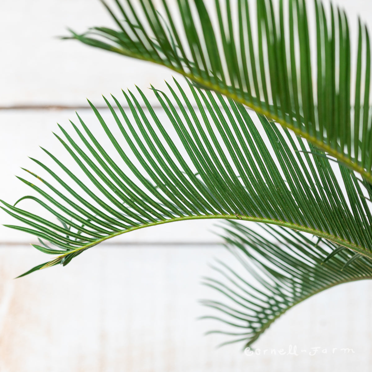 Cycas revoluta 6in Sago Palm