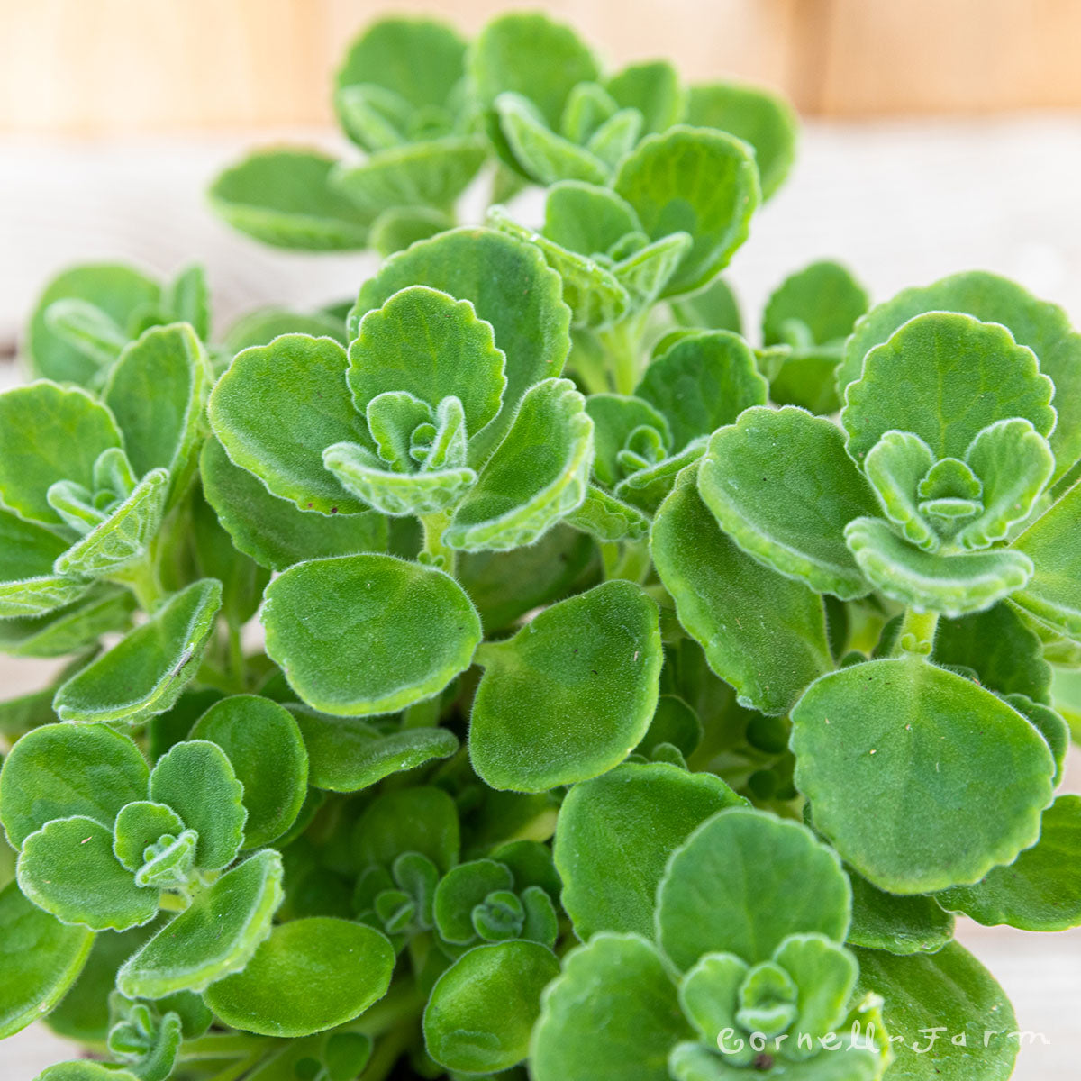 Oregano Cuban Qrt