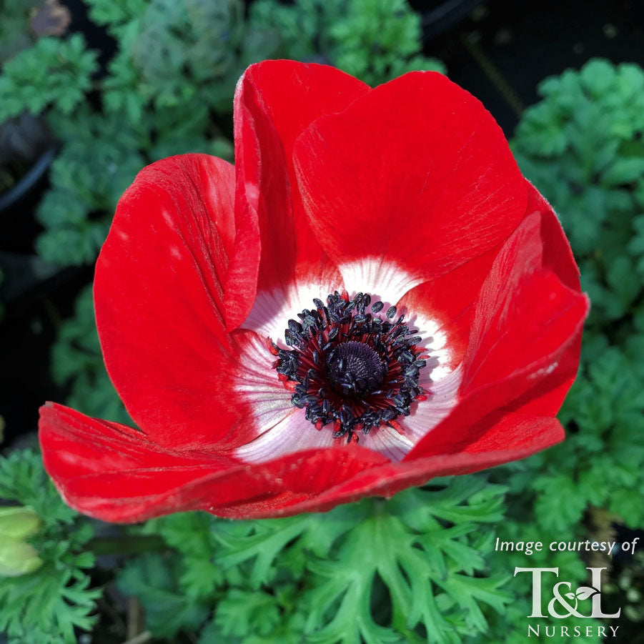 Anemone Harmony Scarlet Qrt.