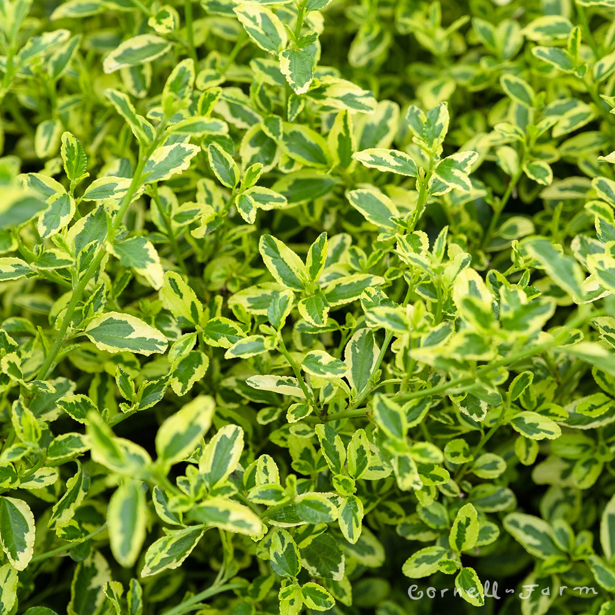 Ceanothus Lemon Ice 2gal California Lilac