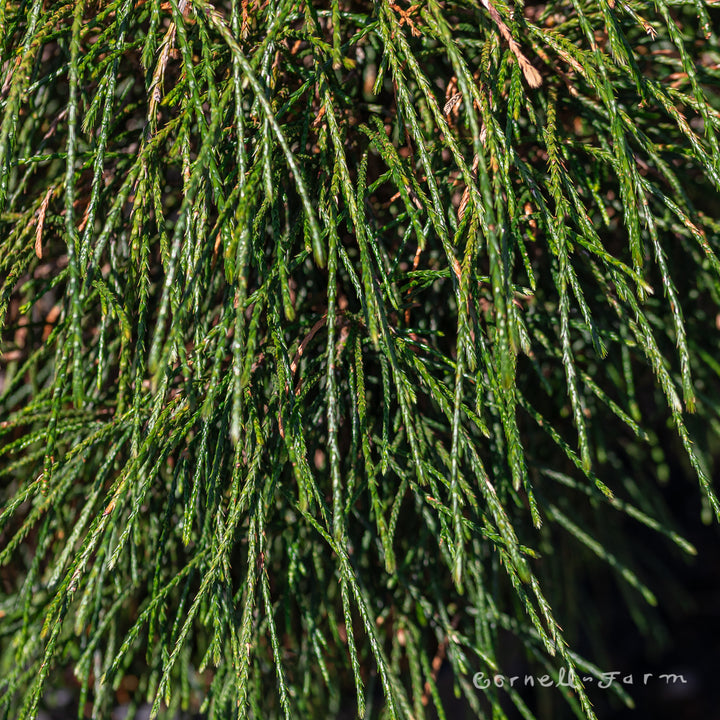 Thuja plicata Whipcord 3gal Western Red Cedar – Cornell Farm