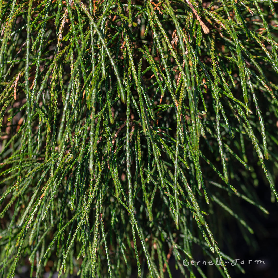 Thuja p. Whipcord 1gal Western Red Cedar Topiary – Cornell Farm