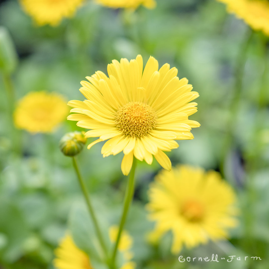 Doronicum orientale Little Leo 4in – Cornell Farm