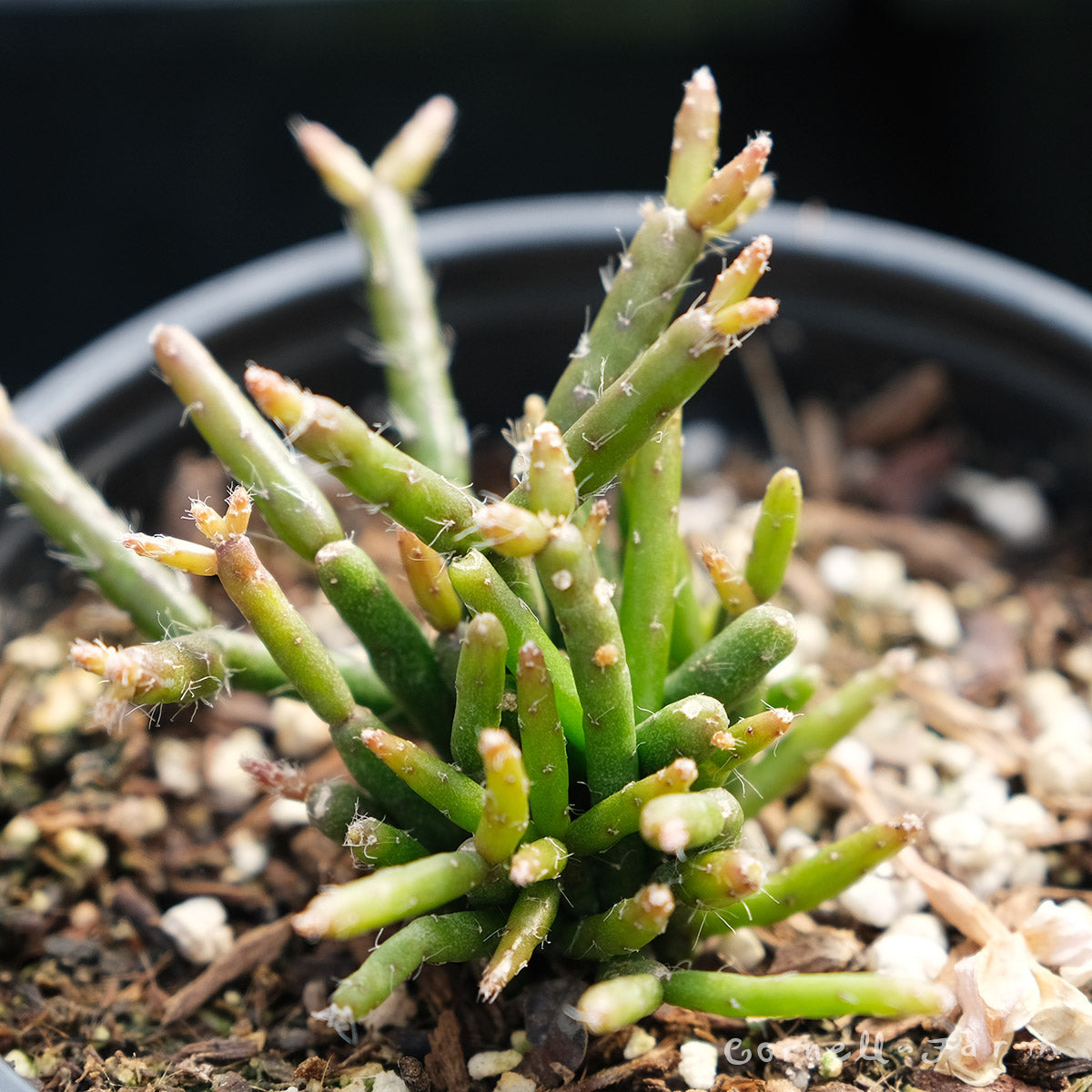 Rhipsalis burchellii 4in Mistletoe Cactus