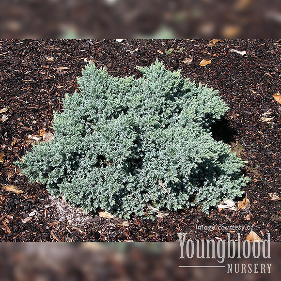 Juniperus s. Blue Star 2gal Single Seed Juniper