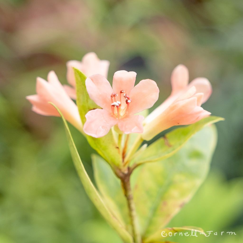 Rhododendron Sirunki Lake Vireya – Cornell Farm