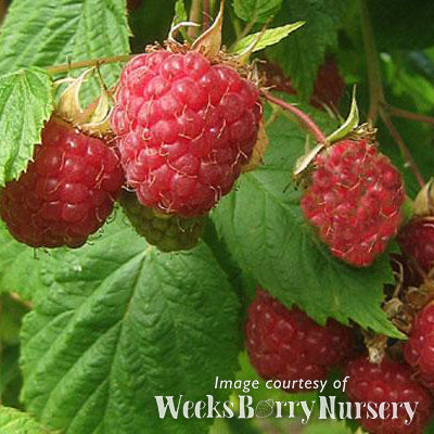 Raspberry Meeker 6gal Rubus