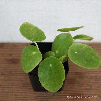 Pilea peperomioides 2in Chinese Money Plant