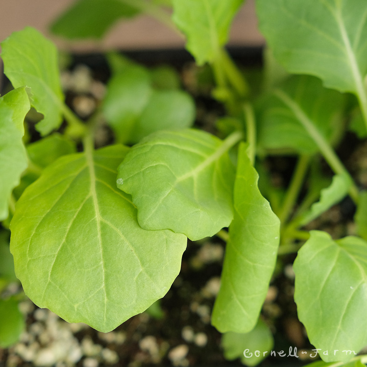 Collards Champion Jumbo 6pk