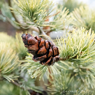 Pinus thunbergii Ogon 6gal Black Pine