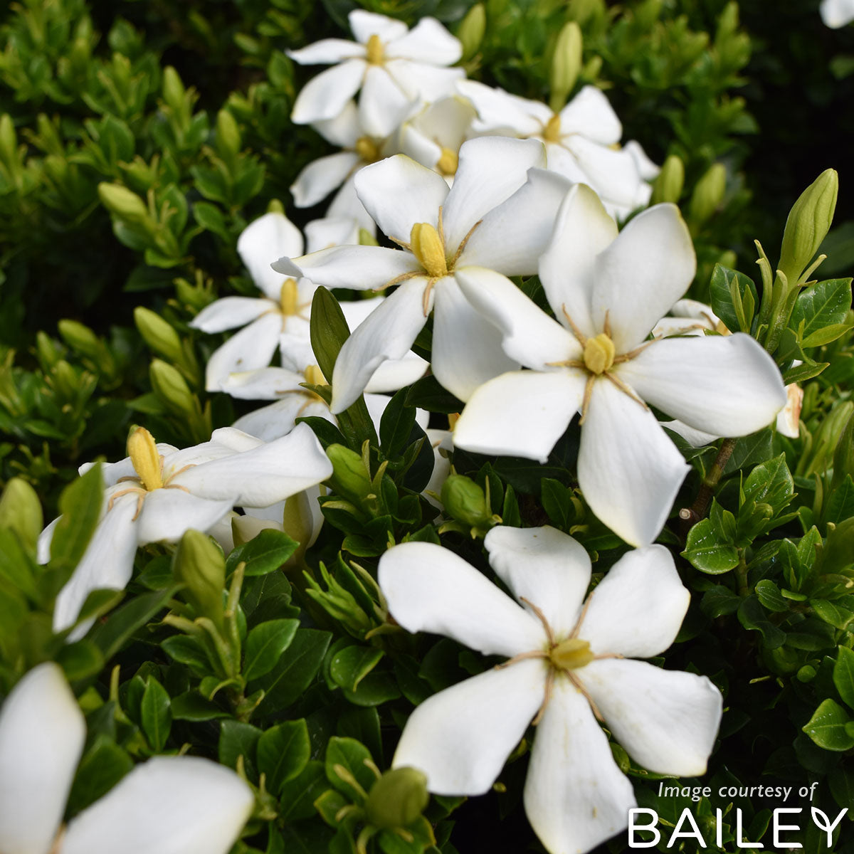 Gardenia Sweet Star 2gal Hardy Gardenia