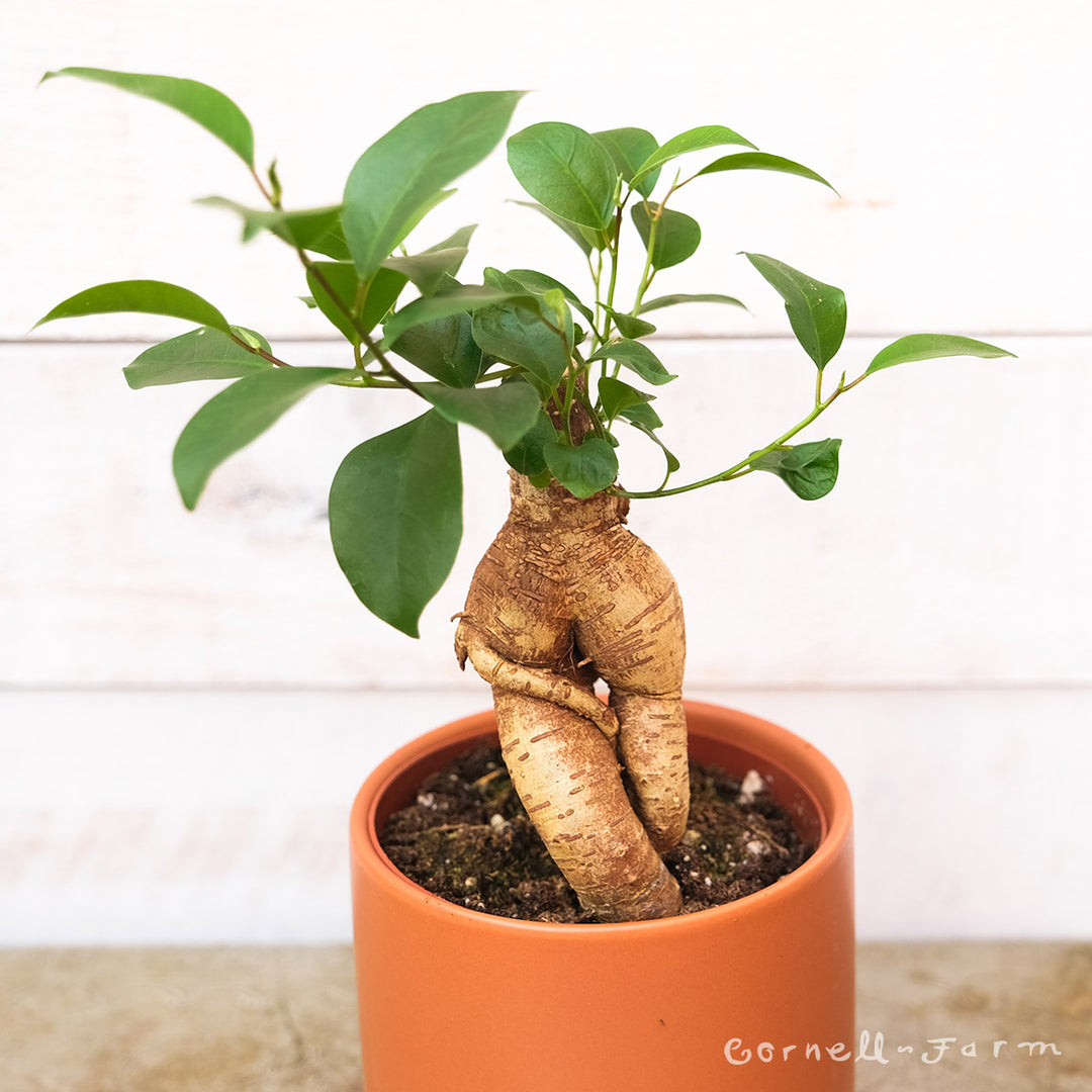 Ficus microcarpa 4in Ginseng Bonsai – Cornell Farm