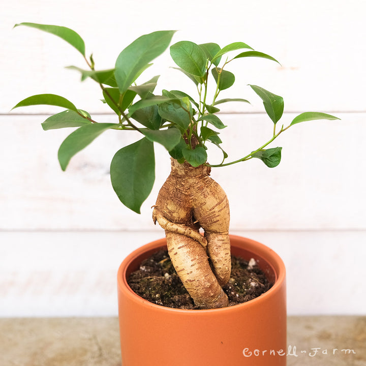 Ficus microcarpa 4in Ginseng Bonsai – Cornell Farm
