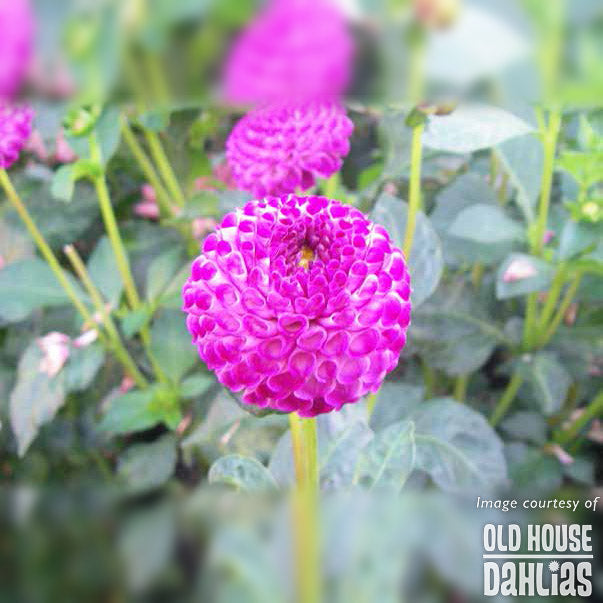 Dahlia Willow's Violet Tuber 1ct