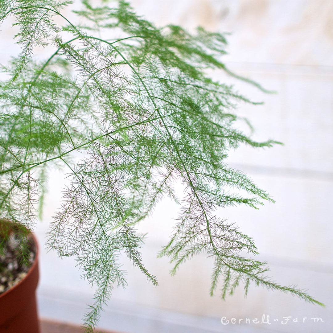 Asparagus setaceus 6in Plumosa Fern
