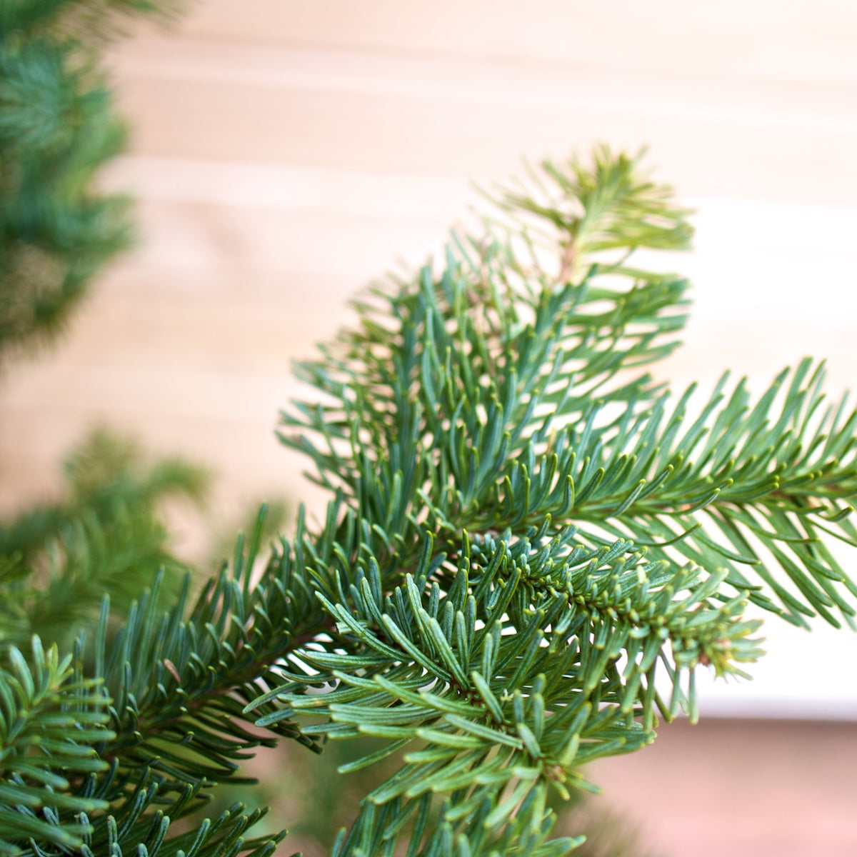 Wild Noble Fir Christmas Tree