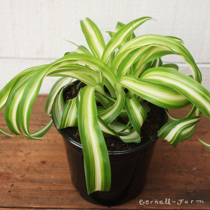 chlorophytum princess mabel Chlorophytum comosum 4in Curly Spider Plant