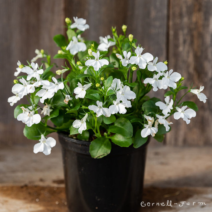 b562d897850bff71bed0d83c851c3e