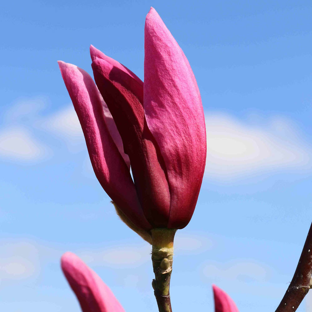 Magnolia Blazing Beauty 5gal