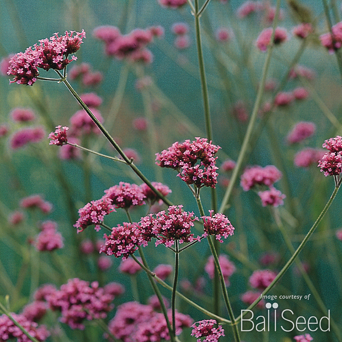 Verbena bonariensis Buenos Aires 1gal CF