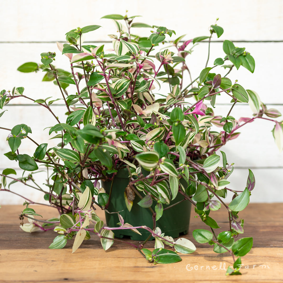 Tradescantia fluminensis 6in Pink Variegated Tricolor – Cornell Farm