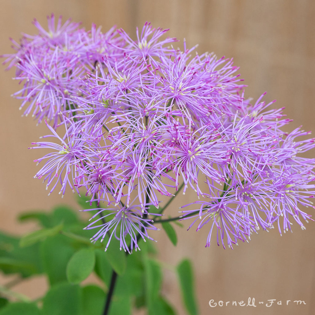 Thalictrum Black Stockings