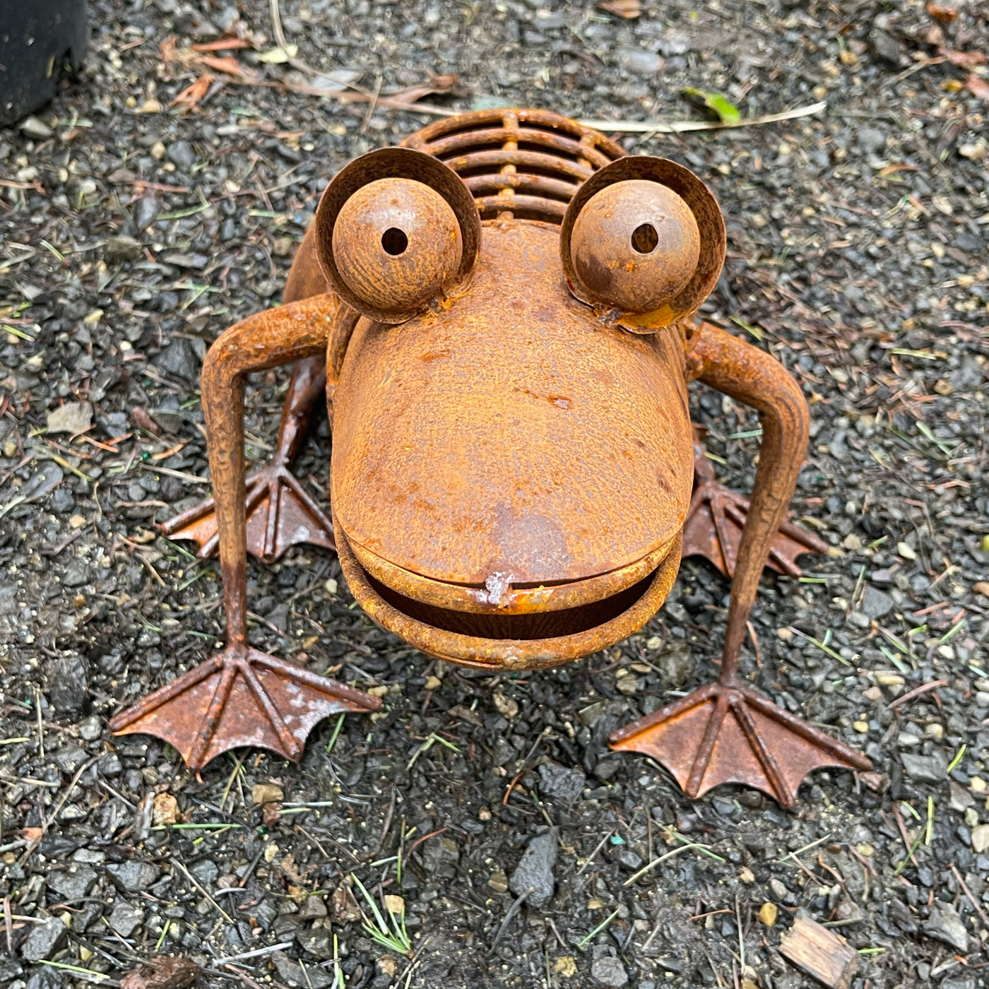 Frog Fabio