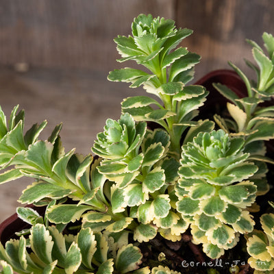 Sedum t Atlantis Qrt