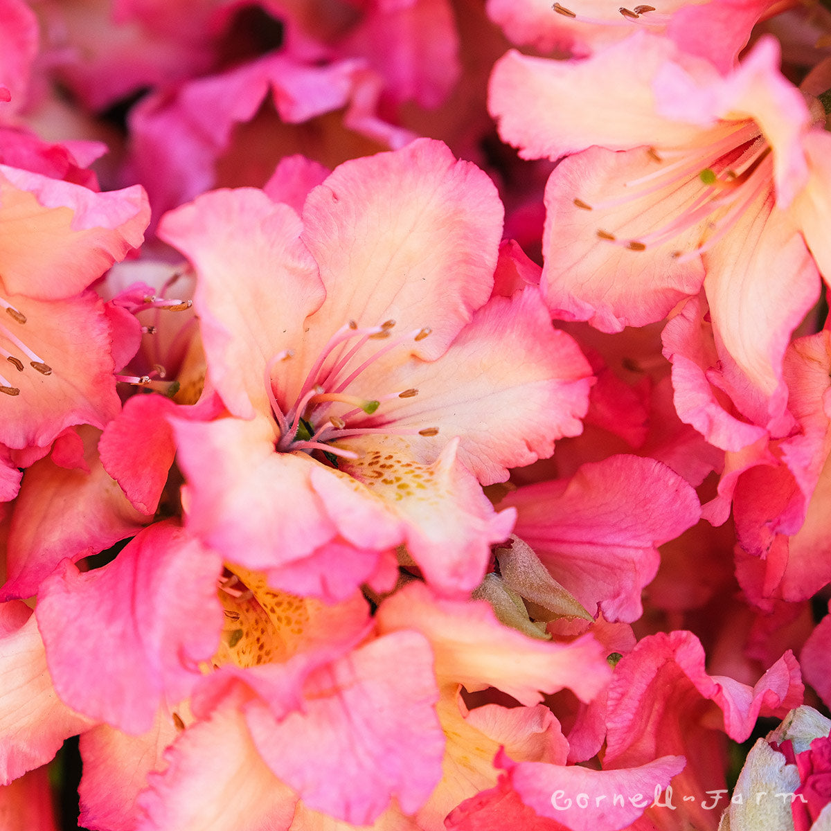Fire Rim Rhododendron Rhododendron Fire Rim 1gal – Cornell Farm
