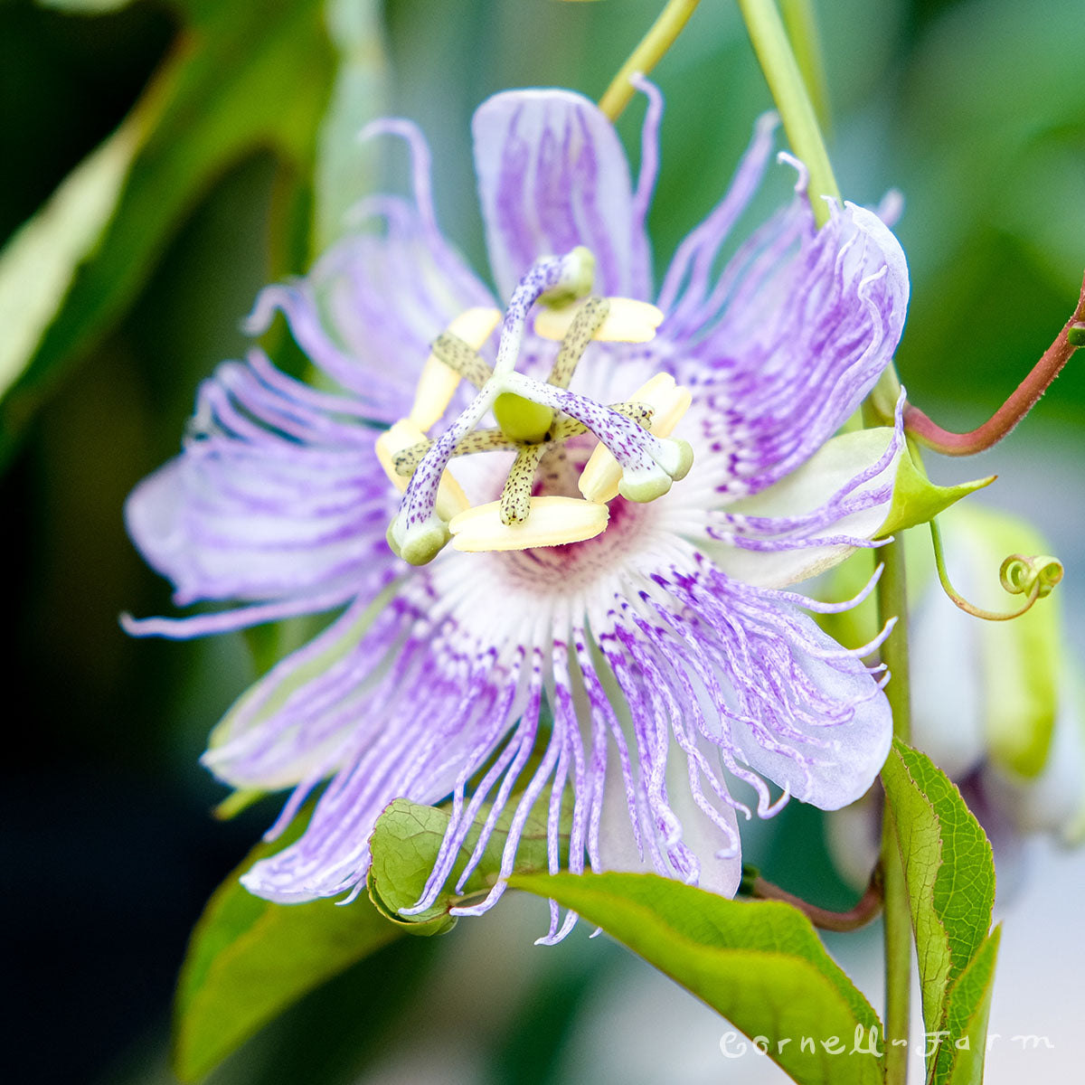 Maypop passiflora incarnata 1gal Passionflower