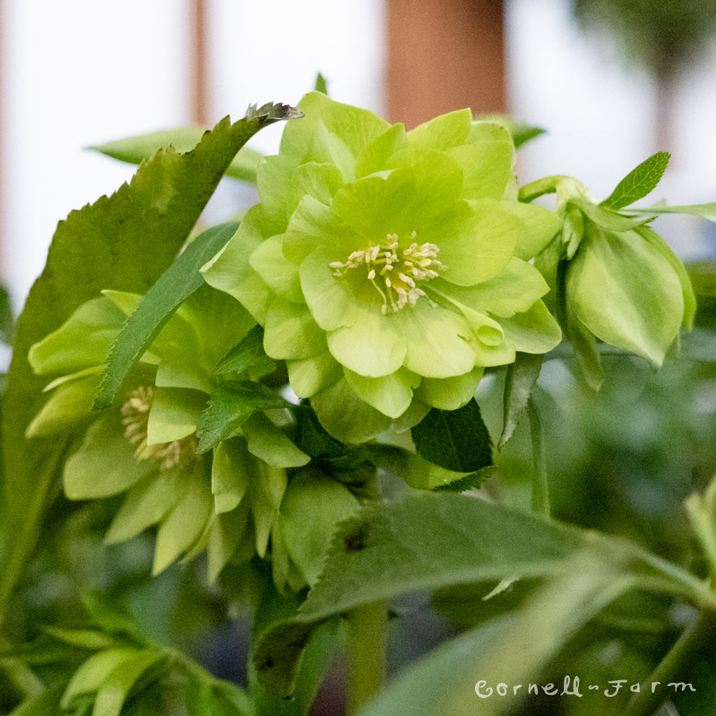 b7247f9312d24b10d743d59c31d2d9