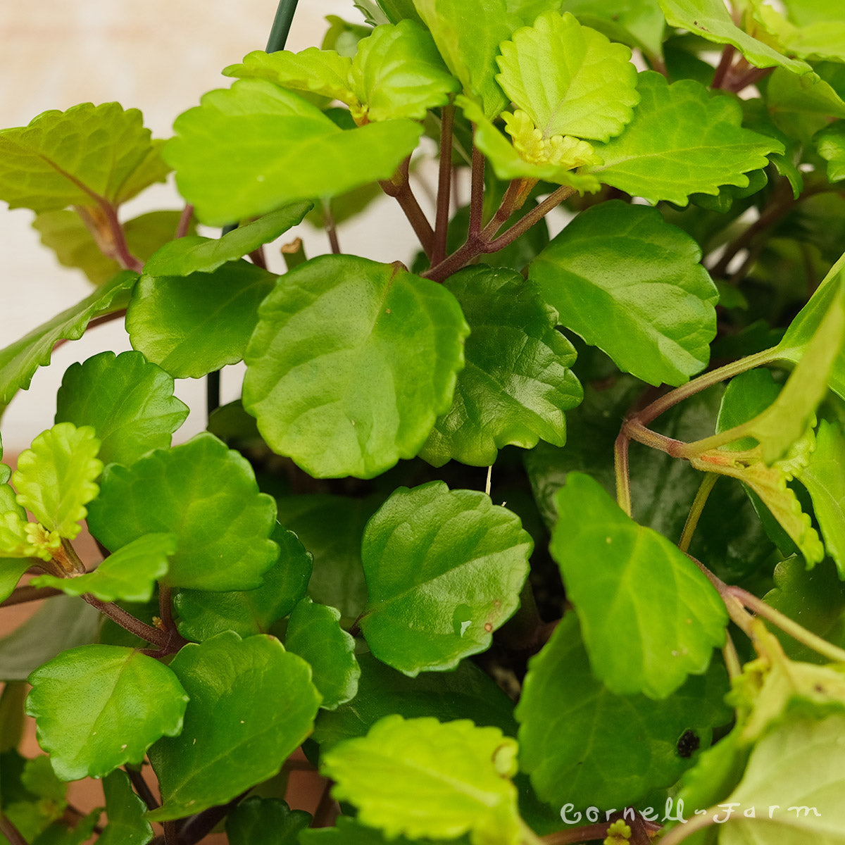 Plectranthus australis 8in Swedish Ivy