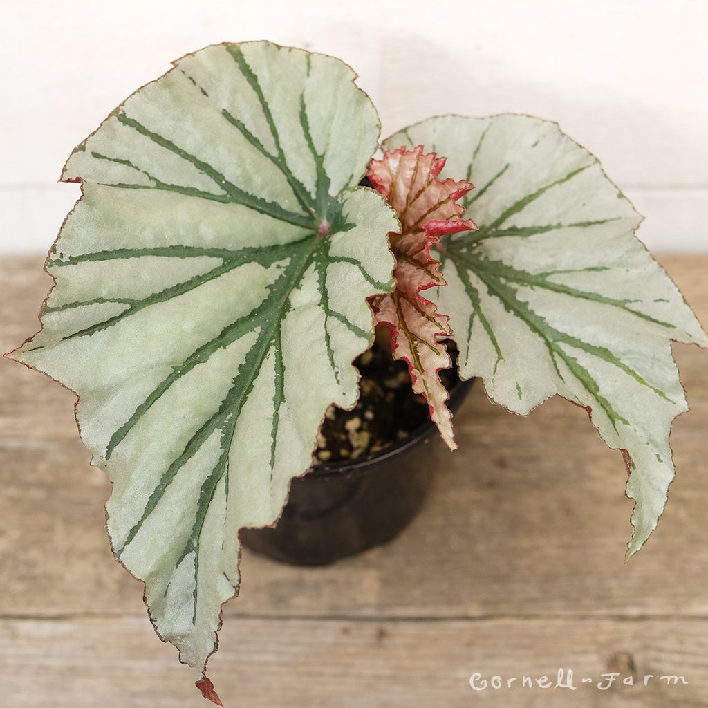 Begonia fibrous 4in Looking Glass