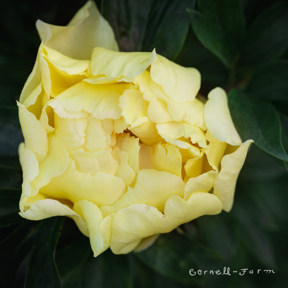 Paeonia Itoh Bartzella 5gal Peony