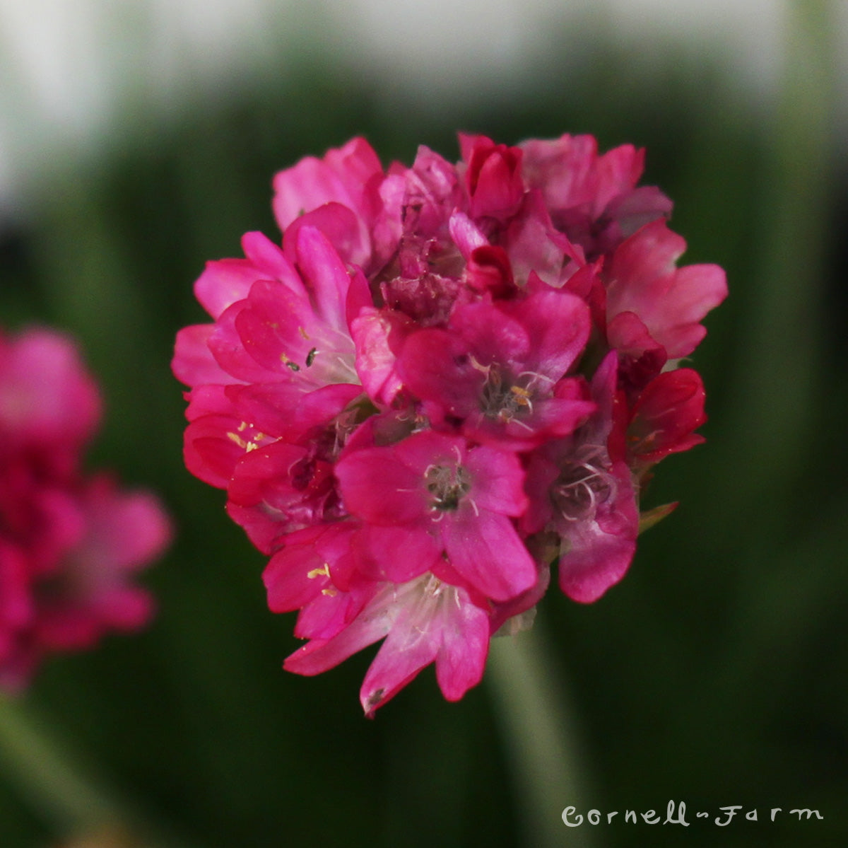 Armeria maritima Splendens 1gal