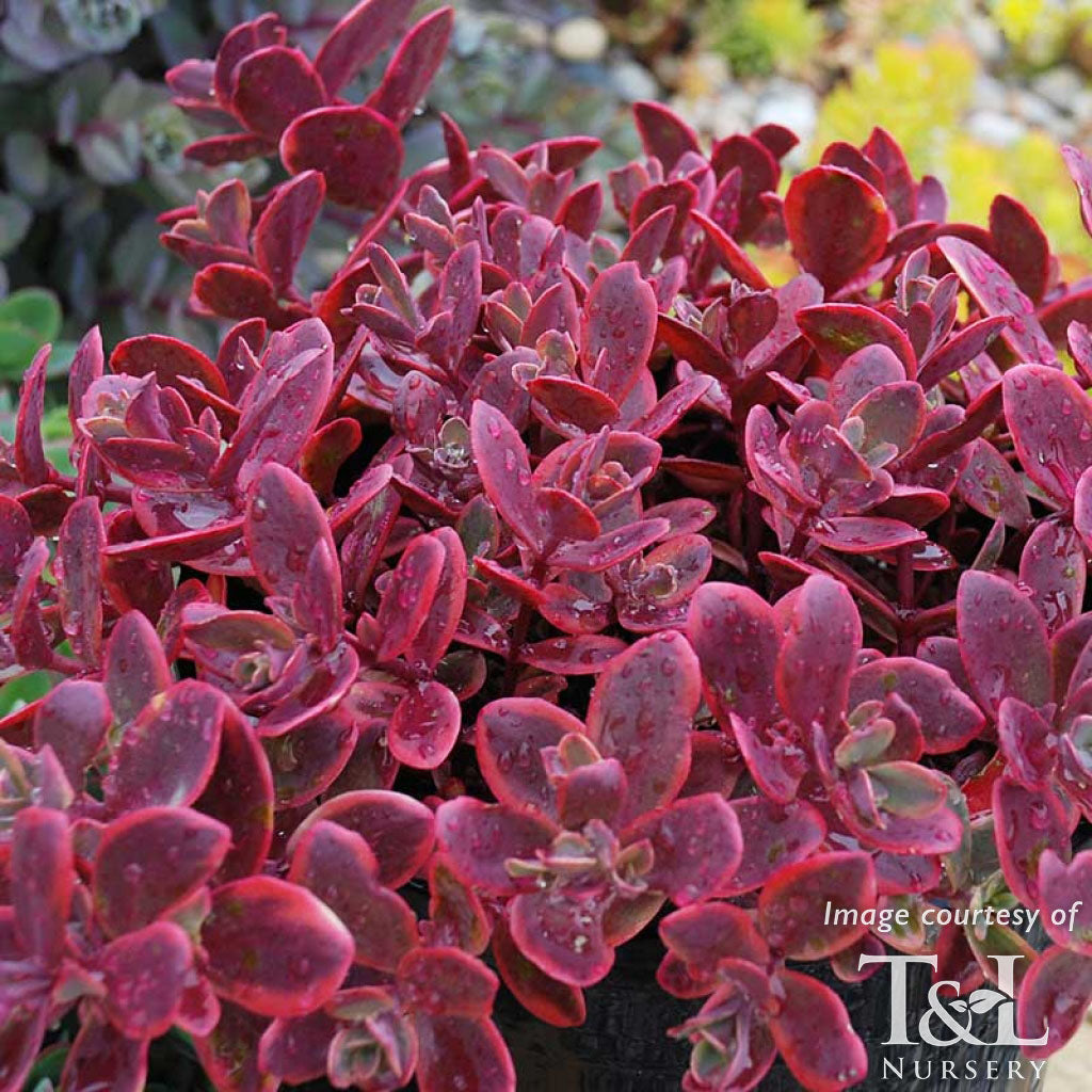 Sedum Sunsparkler Wildfire 4in